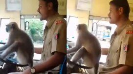 Estupor en India por un mono que manejó un colectivo con pasajeros Estupor en India por un mono que manejó un colectivo con pasajeros