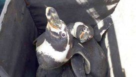 Cabo y Kowalski, los pingüinos de Humboldt encontrados en Perú Cabo y Kowalski, los pingüinos de Humboldt encontrados en Perú
