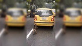 El perro fue abandonado cruelmente pero ya encontró una nueva familia El perro fue abandonado cruelmente pero ya encontró una nueva familia