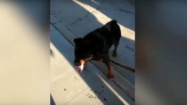Indignante: un hombre ató a su perro a una moto y lo arrastró por la calle Indignante: un hombre ató a su perro a una moto y lo arrastró por la calle