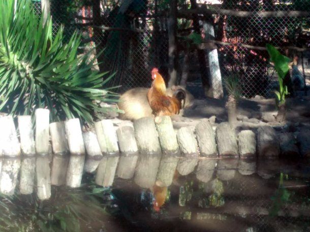 Piden ayuda para construir un hospital veterinario en General Rodríguez