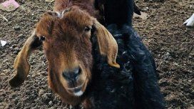 Piden ayuda para convertir un santuario de animales en un hospital veterinario Piden ayuda para convertir un santuario de animales en un hospital veterinario