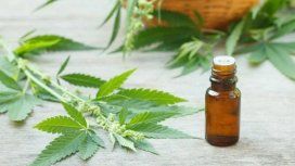 Jujuy será la primera provincia en producir aceite de cannabis medicinal Jujuy será la primera provincia en producir aceite de cannabis medicinal