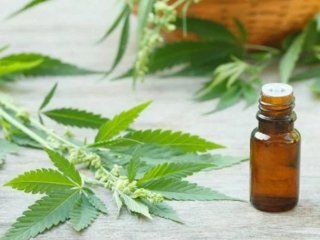 la oms propuso retirar a la marihuana del listado de drogas peligrosas la oms propuso retirar a la marihuana del listado de drogas peligrosas