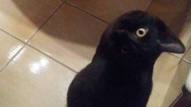 Todos dudan si se trata de un gato o un cuervo Todos dudan si se trata de un gato o un cuervo