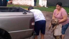 La pareja dijo que no sabía que tenía al perro encadenado al paragolpes La pareja dijo que no sabía que tenía al perro encadenado al paragolpes