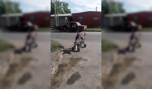 Misterio en La Plata por la aparición de un cadáver de perro atado a un cochecito