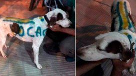 Locura por el Superclásico: un hincha pintó a su perro con los colores de Boca Locura por el Superclásico: un hincha pintó a su perro con los colores de Boca