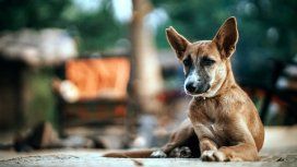 Un hombre fue atacado por su perro porque le pegaba a su mujer Un hombre fue atacado por su perro porque le pegaba a su mujer