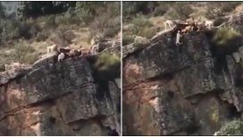 VIDEO: Doce perros y un ciervo caen al vacío en medio de una cacería VIDEO: Doce perros y un ciervo caen al vacío en medio de una cacería