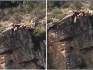 video: doce perros y un ciervo caen al vacio en medio de una caceria video: doce perros y un ciervo caen al vacio en medio de una caceria