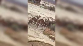 VIDEO: Un grupo de camellos la pasa mal por una inundación en el desierto VIDEO: Un grupo de camellos la pasa mal por una inundación en el desierto