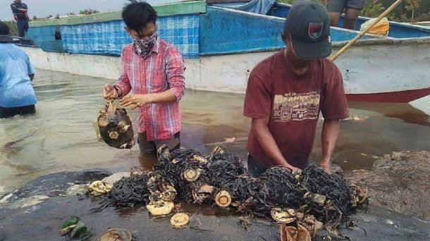 Encontraron 6 kilos de plástico en el estómago de una ballena