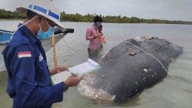 Encontraron 6 kilos de plástico en el estómago de una ballena Encontraron 6 kilos de plástico en el estómago de una ballena