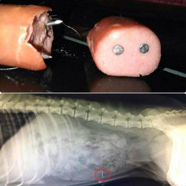 El perro fue operado de urgencia sin garantías del resultado de la intervención