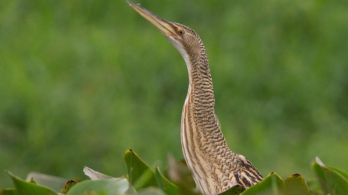 Temperley: sorpresa por la aparición de un extraño pájaro