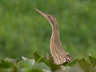 temperley: sorpresa por la aparicion de un extrano pajaro temperley: sorpresa por la aparicion de un extrano pajaro