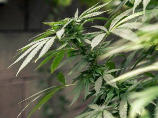 sobreseyeron a un hombre que cultivaba marihuana porque lo hacia sin ostentacion sobreseyeron a un hombre que cultivaba marihuana porque lo hacia sin ostentacion