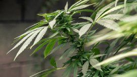 Sobreseyeron a un hombre que cultivaba marihuana porque lo hacía sin ostentación Sobreseyeron a un hombre que cultivaba marihuana porque lo hacía sin ostentación