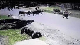 Paraguay: una vaca le pegó una patada voladora a una motoquera Paraguay: una vaca le pegó una patada voladora a una motoquera