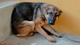 Algunas recomendaciones para cuidar a tus mascotas de la pirotecnia durante las Fiestas Algunas recomendaciones para cuidar a tus mascotas de la pirotecnia durante las Fiestas