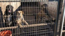 Perros alojados en Chivilcotas - Crédito: Chivilcotas Perros alojados en Chivilcotas - Crédito: Chivilcotas