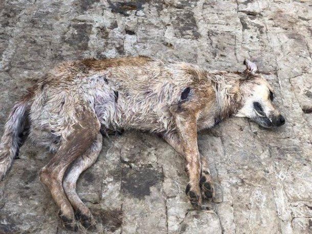 Perros muerto en Chivilcoy - CrÃ©dito: Proyecto Galgo Argentina