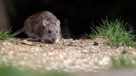 Confirmaron dos nuevos casos de hantavirus en Chubut Confirmaron dos nuevos casos de hantavirus en Chubut