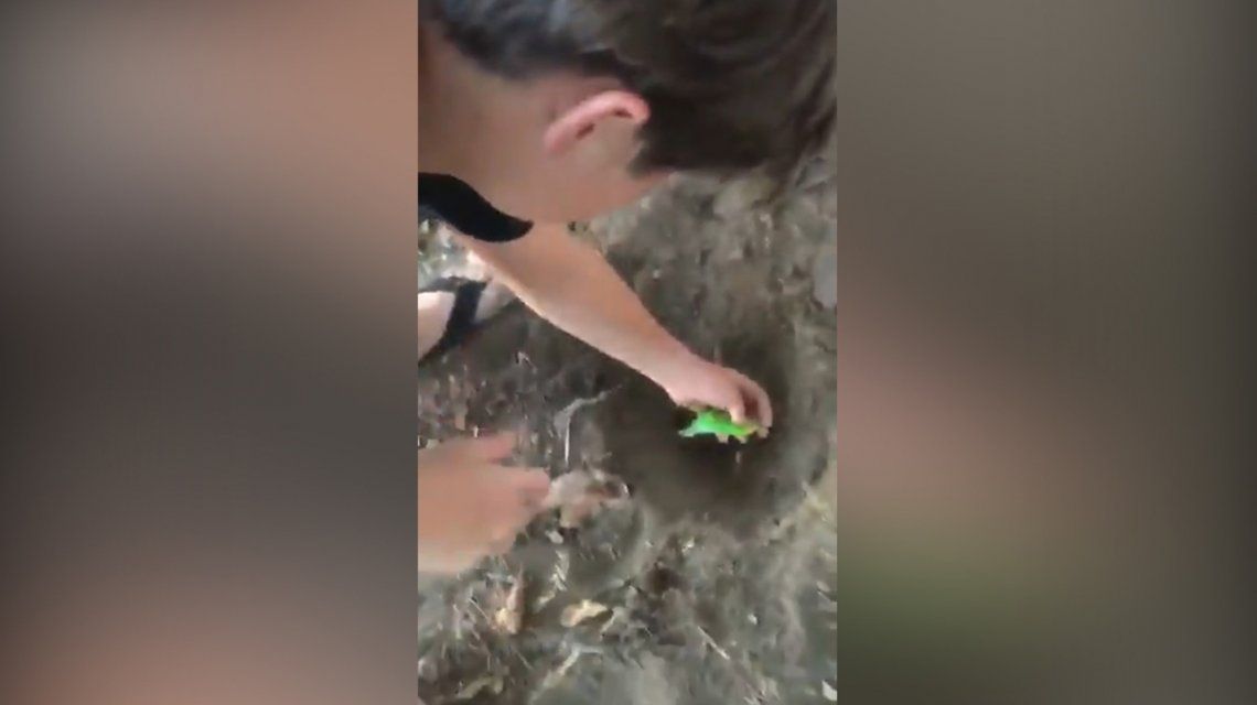 Habló el protagonista del viral del momento: ¿de qué murió el pajarito Chimuelo? Habló el protagonista del viral del momento: ¿de qué murió el pajarito Chimuelo?