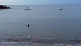 VIDEO: Un tiburón apareció en la orilla de Santa Clara VIDEO: Un tiburón apareció en la orilla de Santa Clara