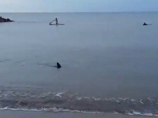 video: un tiburon aparecio en la orilla de santa clara video: un tiburon aparecio en la orilla de santa clara