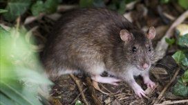 Río Negro: una nena de dos años se contagió de hantavirus de su abuela Río Negro: una nena de dos años se contagió de hantavirus de su abuela