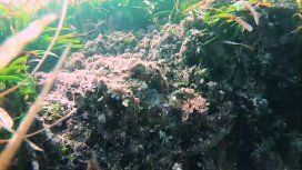 Pulpo camuflado en una roca Pulpo camuflado en una roca