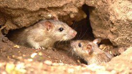 Las ratas son las transmisoras del hantavirus Las ratas son las transmisoras del hantavirus