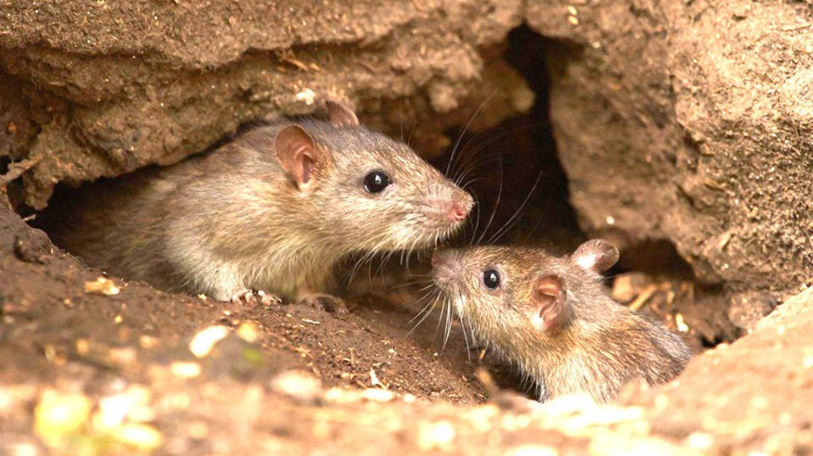 Las ratas son las transmisoras del hantavirus