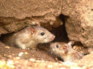 Las ratas son las transmisoras del hantavirus Las ratas son las transmisoras del hantavirus