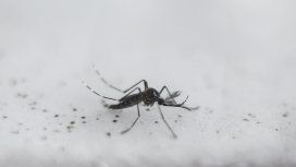 Aedes aegypti Aedes aegypti