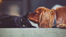 Cómo cuidar a tu mascota ante la ola de calor y las temperaturas extremas Cómo cuidar a tu mascota ante la ola de calor y las temperaturas extremas