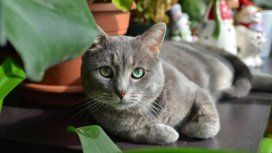 Revelador: los gatos reconocen su nombre y no obedecen a propósito Revelador: los gatos reconocen su nombre y no obedecen a propósito