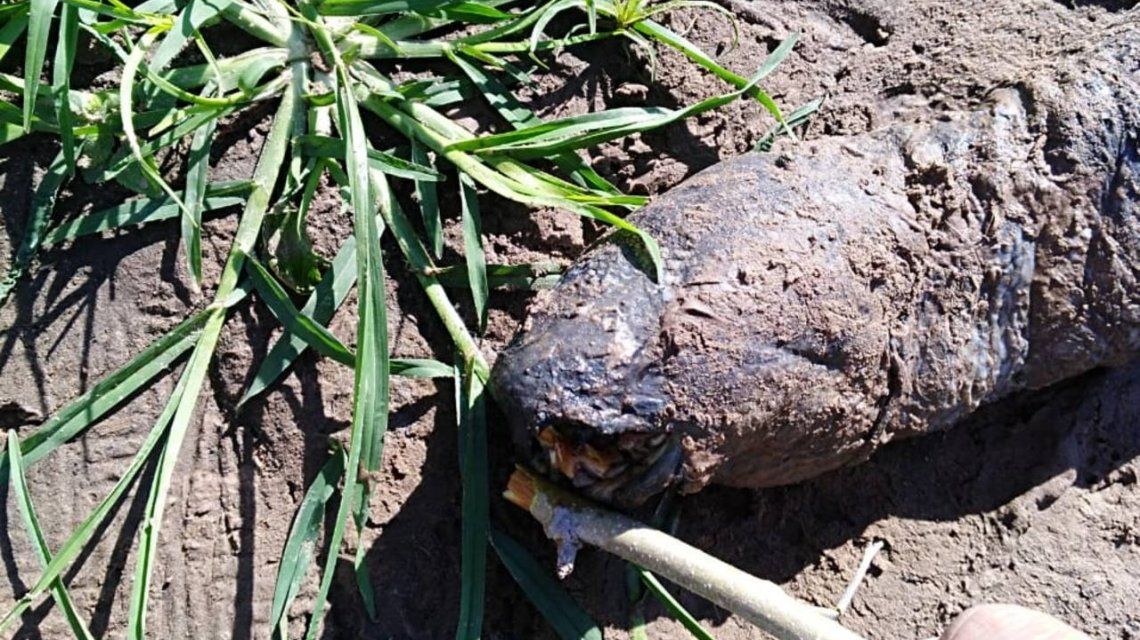 Santa Fe: hallaron a un extraño animal en una plantación de arroz