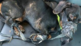 Flick fue abandonado a su suerte al costado de una ruta Flick fue abandonado a su suerte al costado de una ruta