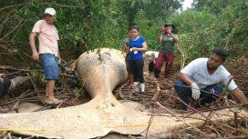 Una ballena en el Amazonas: la explicación científica de su aparición Una ballena en el Amazonas: la explicación científica de su aparición