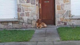 Se mudaron a Corrientes y dejaron a su perro abandonado en una casa vacía Se mudaron a Corrientes y dejaron a su perro abandonado en una casa vacía