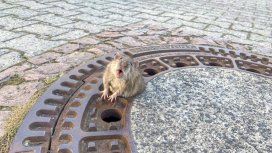 Una rata gorda se hizo viral cuando quedó atascada en una alcantarilla Una rata gorda se hizo viral cuando quedó atascada en una alcantarilla