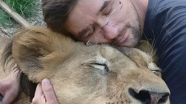 Murió devorado por los dos leones que tenía de mascotas Murió devorado por los dos leones que tenía de mascotas