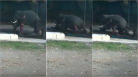 VIDEO: Bañaba a un elefante VIDEO: Bañaba a un elefante
