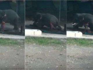 video: banaba a un elefante, se resbalo y murio aplastado video: banaba a un elefante, se resbalo y murio aplastado