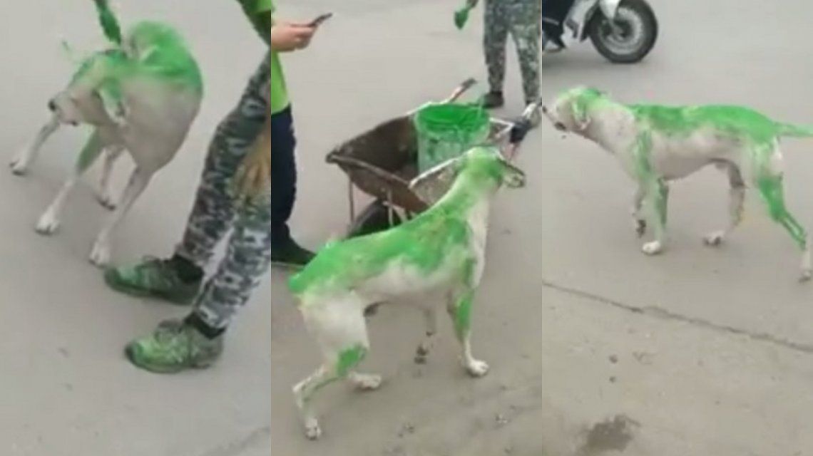 VIDEO: Indignación contra un grupo de militantes que pintó a un perro de verde