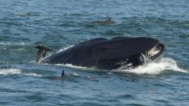 Sudáfrica: una ballena se tragó a un fotógrafo y después lo devolvió vivo Sudáfrica: una ballena se tragó a un fotógrafo y después lo devolvió vivo