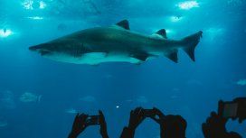 Los arrestaron por tener siete tiburones robados en la pileta de su casa Los arrestaron por tener siete tiburones robados en la pileta de su casa